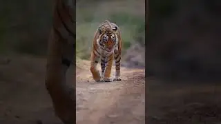 Tiger safari 🦁 #animal #safarishorts #fashionstyles #viral #tiger #trendingshorts #shorts