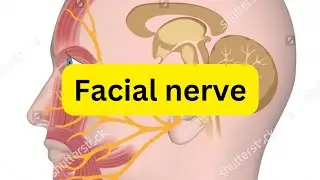 Facial nerve and its branches