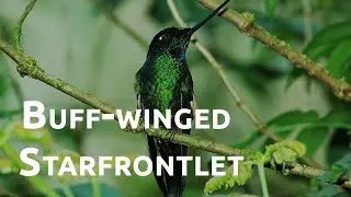 Birds of the World | 19 | Buff-winged Starfrontlet | Coeligena lutetiae | Hummingbird