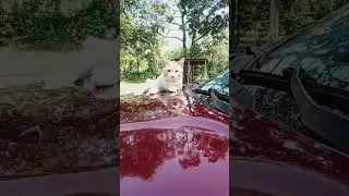 🔥 The Notorious HOTROD Has Entered the Chat 😼