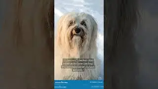 Discover the top 5 most expensive dogs in the world!