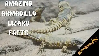 Amazing Armadillo Lizard Facts You Never Knew - Must Watch!