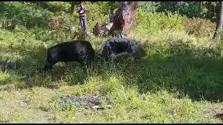 yak aur bull fight