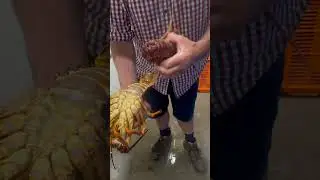 Как определить пол каменного лобстера #шорты