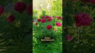 Пион Red Monarch - королевский шик 👑🌺 #пионы #садоводство  #питомникрастений