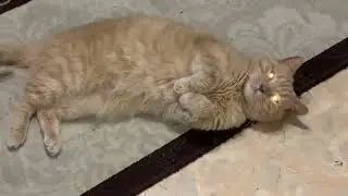 Кухня,поездка в город и немного о козах//