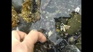 Mottled brittle star