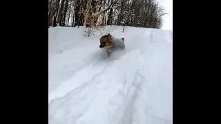 Backcountry Snowboard Dog in the Snowbelt