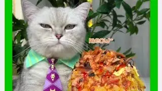 best cute car🐱funny fail ops moments @dewdropsvlogs