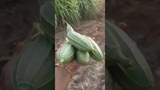 Today fresh harvest in our garden😍🤩|#shorts|#satisfying