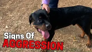 Signs That Your Dog Is Aggressive
