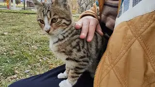 Cute little cat climbs me in cold weather and wants to hug him to keep warm and loves to be petted