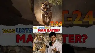 🙄Really a Man-eater Tiger?🐅🤔 | T-24 Tiger,Ustad Ranthambore's King