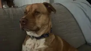 Our puppers won&rsquo;t go potty without mommy #pitchow #mommasboy #pitbulls #scareddog