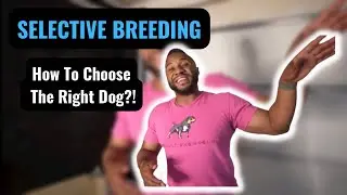 Selective breeding? Chose the best dogs!!!!