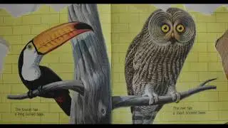 The Zoo Book By Jan Pfloog