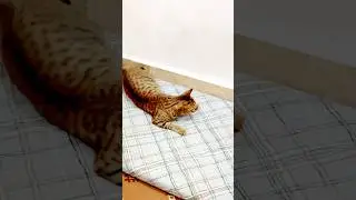 Cat's Playful Mood 😹 #CatPlaytime #FunnyCatVideos #cutecats
