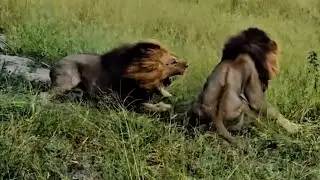 Romeo faces his older brother Waziba | Lion fight!