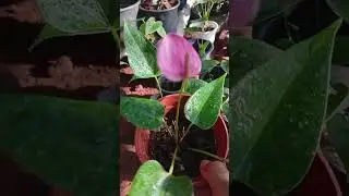 මල් සමග පැල පැකේජ් එකක්  ♥️0777367781
