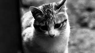 NO WEBMAGAZIN 野良猫モノクローム４