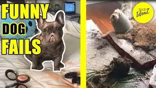 FUNNIEST Clumsy Dogs On The Internet || BEST Dog Fail Video Compilations (April 2020)