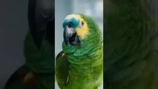 🦜✨ Bouncy Beak: The Parrot&rsquo;s Hospital Adventure!#animalhospital#funny#birds#viral