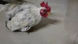 Best chicken couple in the world smallest chicken my honey rooster son #japanesebantom
