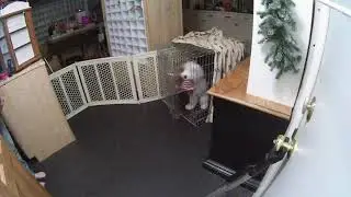 She Talks To Deaf Dogs | Expert: Kennel Up-  Open door go inside close door  09/16/22