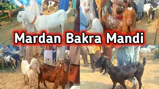 Mardan Bakra Lastest New Updates | Laat Ka Maal in Mardan Mandi | Mardan Bakra Mandi