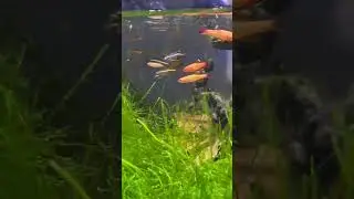 Feeding Fish Fruit Flies #youtubeshort #aquarium #feedingfish