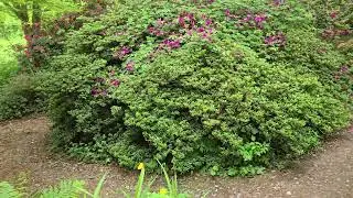 2025.05.23 What's at Furzey Garden?