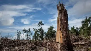 Destroying Trees in Karachi PECHS Block 2 | Save Trees 🌳 Save Lives | Stop Pollution &ndash; Save Karachi