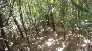 A Walk in the Bush
