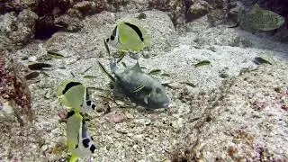 460 Triggerfish Nesting
