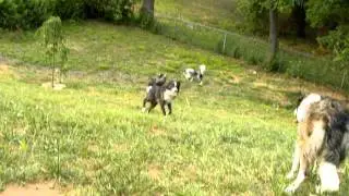 Border Collies at Play