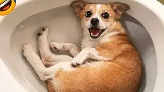 Cats vs Dogs: Funniest Memes Ever! 😂