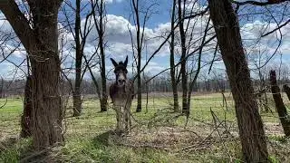The famous &ldquo;Donkey&rdquo; on Homer gravel route from ohiogravelgrinders.com