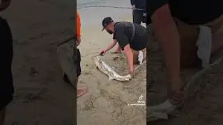 Huge leopard shark caught in long beach ca @Gone-Fishin-Again #shark #leopardshark #longbeach