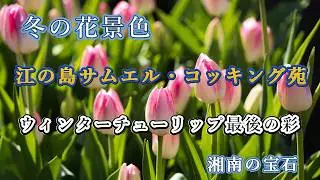 冬の江の島を彩る花、　【江の島サムエル・コッキング苑】のウィンターチューリップ最後の宴　2025.12.16【4K】