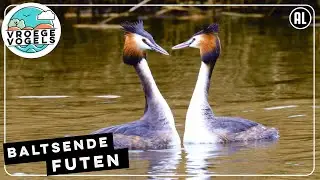 Balts van de fuut | Zelf Geschoten | Vroege Vogels
