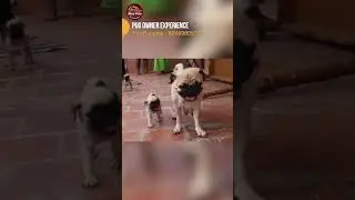 Puppy Biting Problem #shorts #shortvideo #short #puppybiting #pug #puppybite #aggressivedog #dogbark