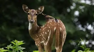 Pandipathu Trekking Peppara Wildlife