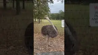 Beanie Boos and The Ostrich