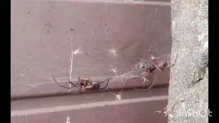 UK&rsquo;s most venomous spider.The noble false widow (Steatoda nobilis), Spider mating rituals.