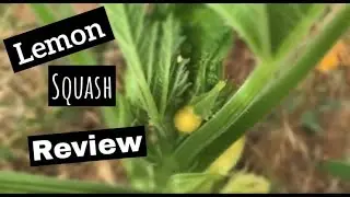 Heirloom Summer Squashes | Lemon Squash | Yellow Pattypan Squash | Best Seed Company