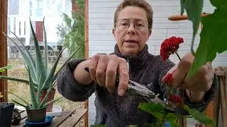 Invintra pelargoner