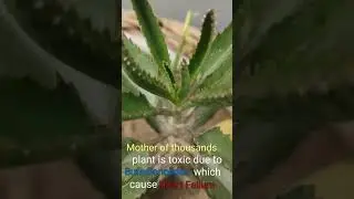 mother of thousands poisonous #succulent #ytshorts #ytshortsvideo #plant