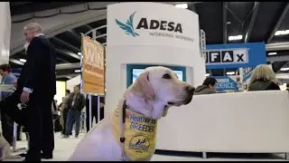 NADA Foundation: 2019 ADESA Auction