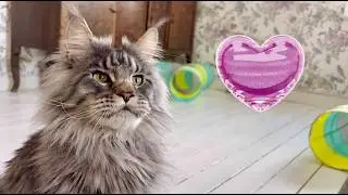 Sneak Attacks Gone Wild 😼 Brock vs Simba