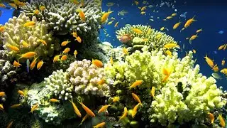 Underwater Wanders ❤️